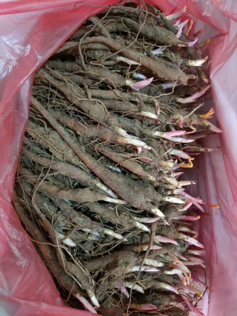 1年2年3年赤芍苗免费提供技术指导包成活率，签订回收合同