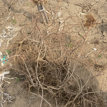 开原市美城苗圃出售各种精品苗木木绣球40至60高