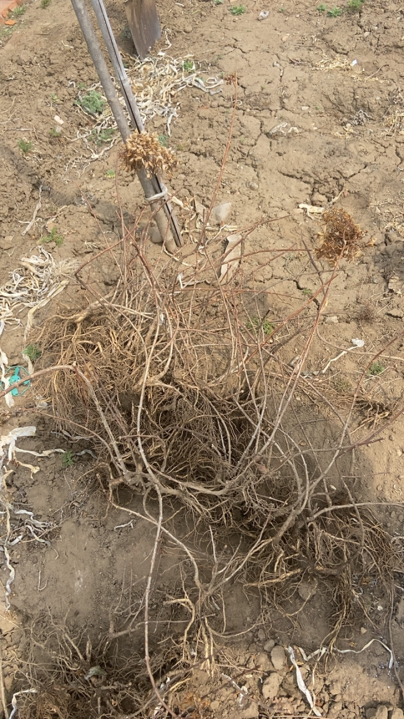 开原市美城苗圃出售各种精品苗木木绣球40至60高