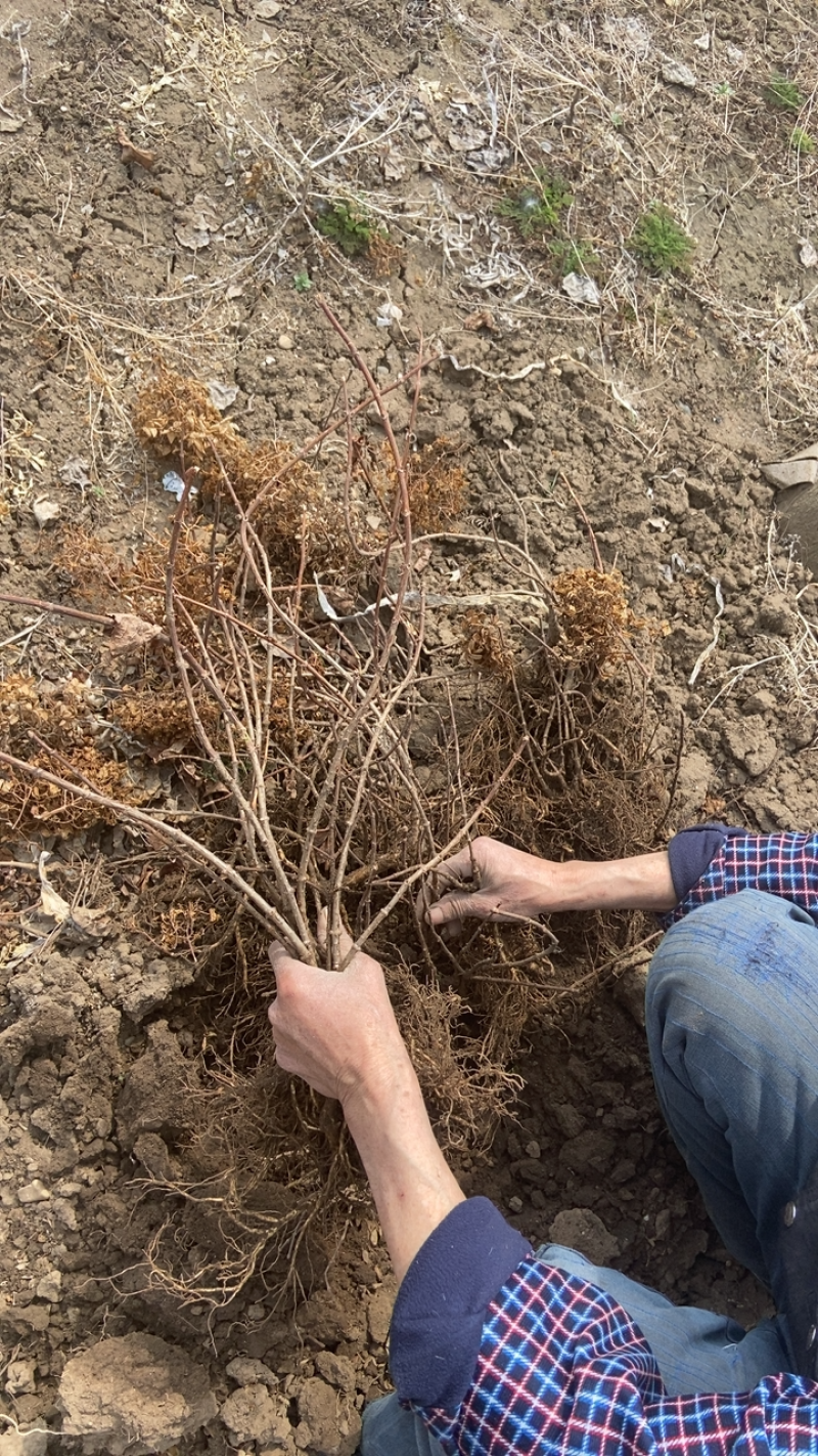 开原市美城苗圃出售各种精品苗木木绣球40至60高