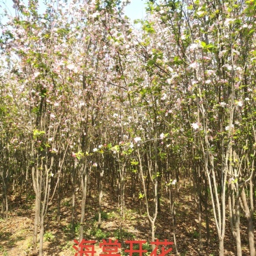 西府海棠
