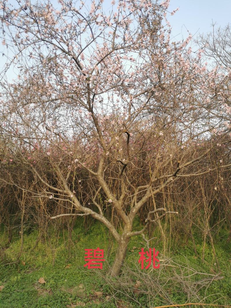 碧桃