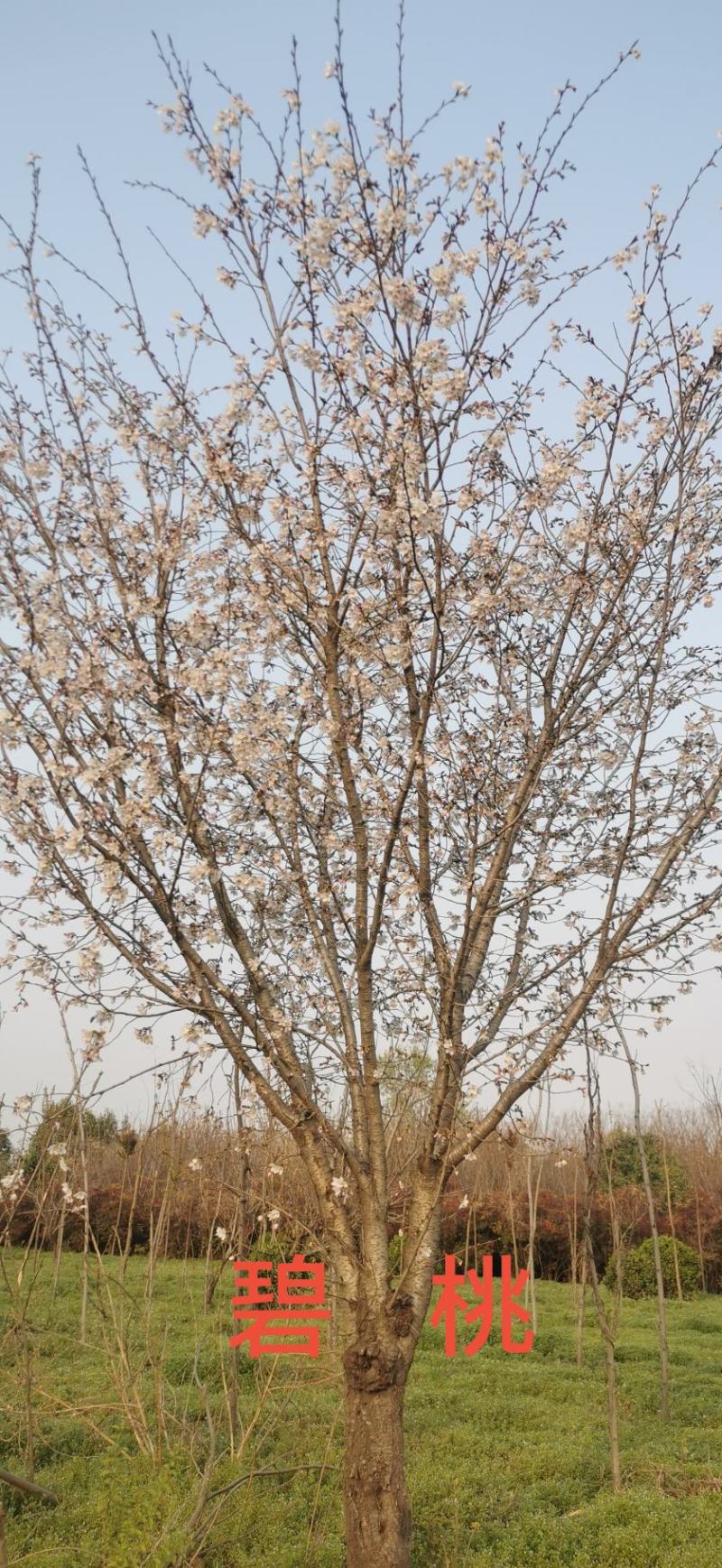 碧桃