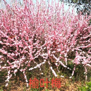 榆叶梅