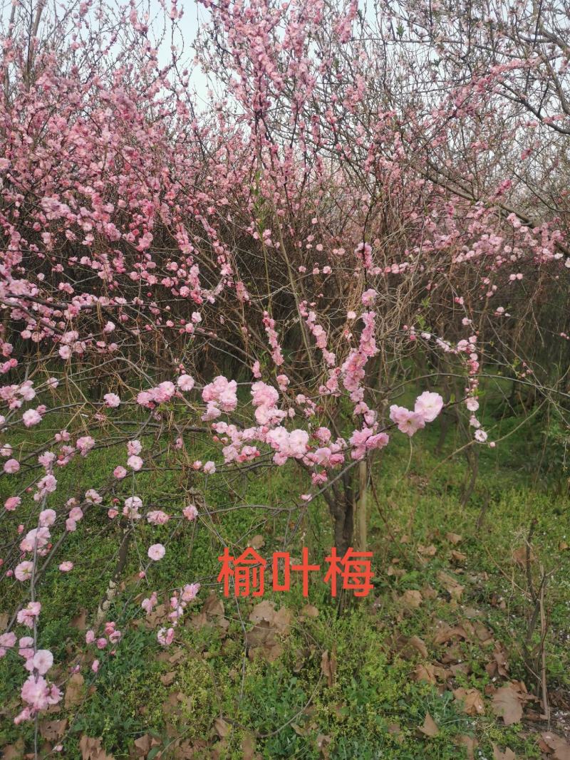 榆叶梅