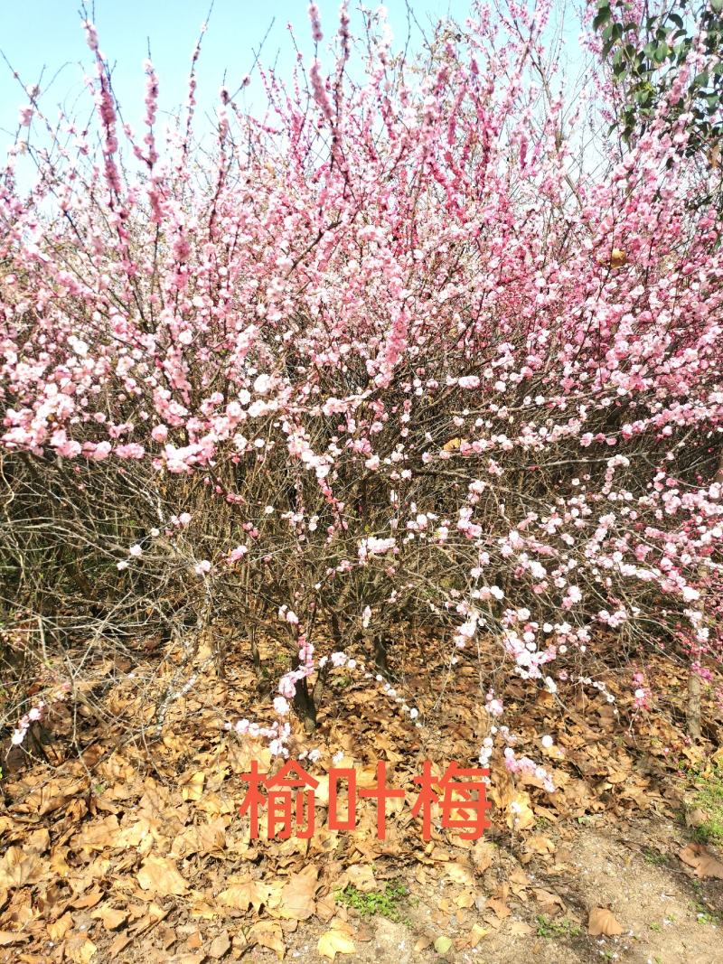 榆叶梅