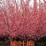 榆叶梅