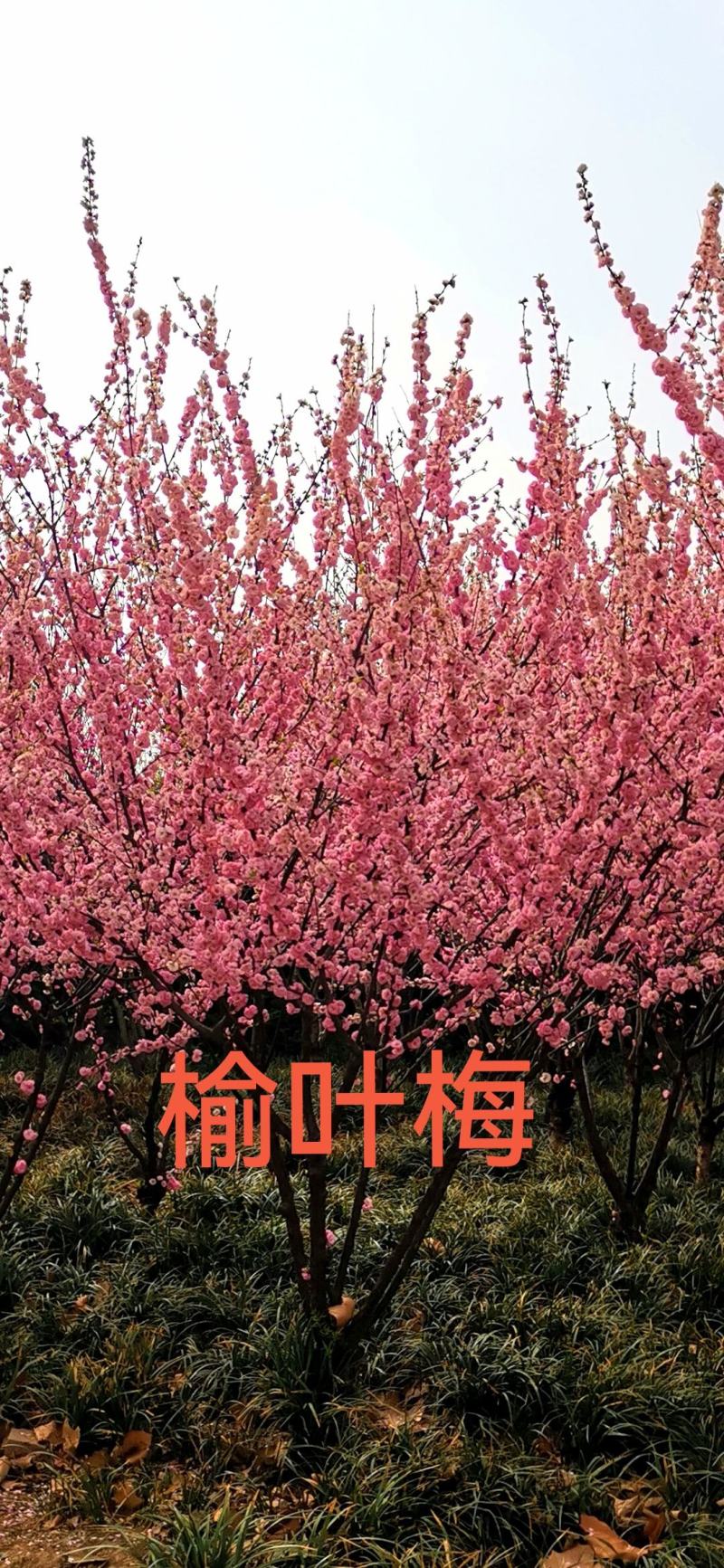 榆叶梅