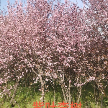 紫叶李