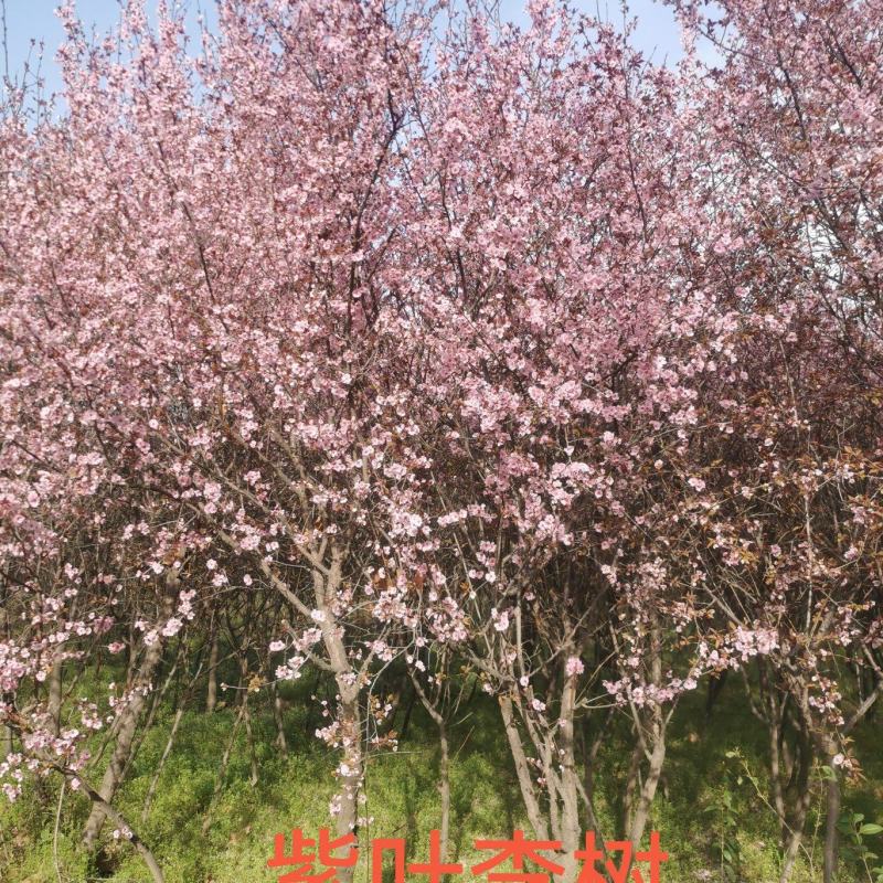 紫叶李
