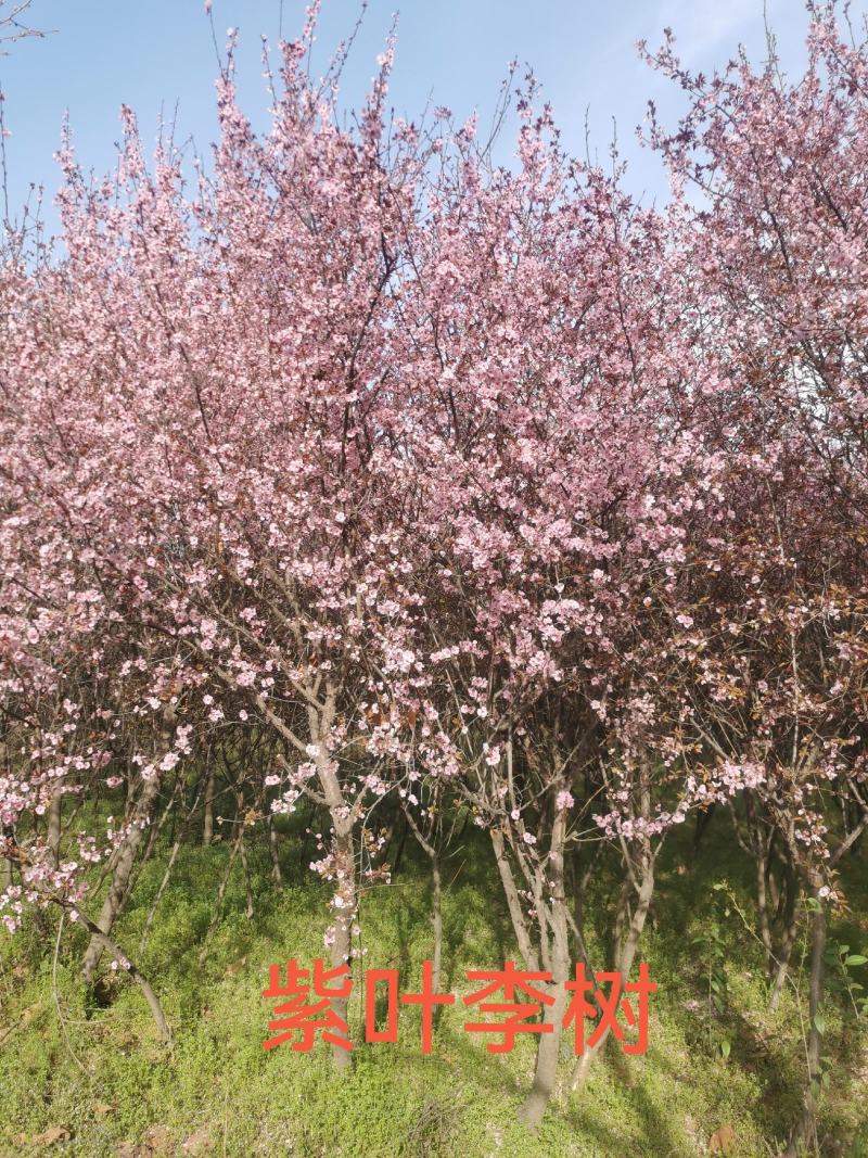 紫叶李