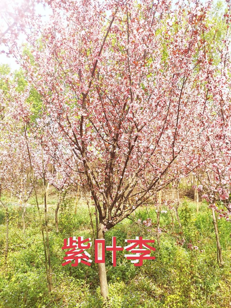 紫叶李
