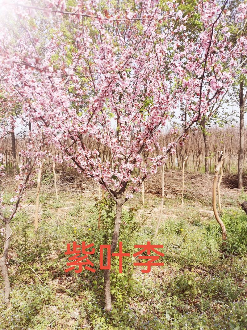 紫叶李