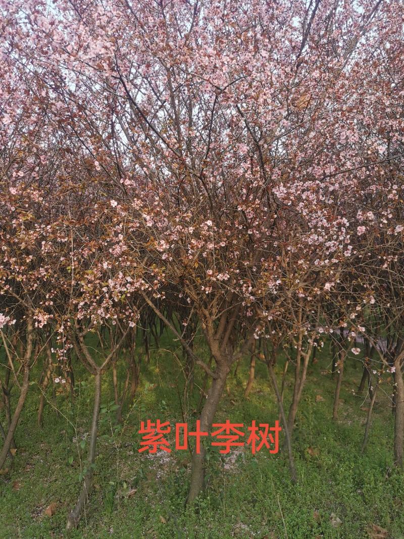 紫叶李