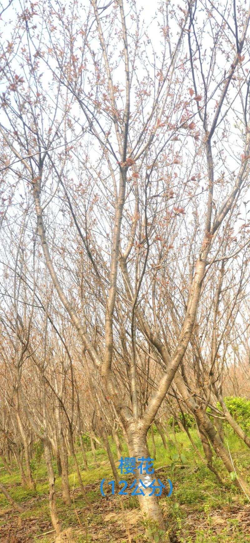 日本樱花