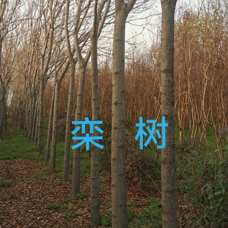 栾树