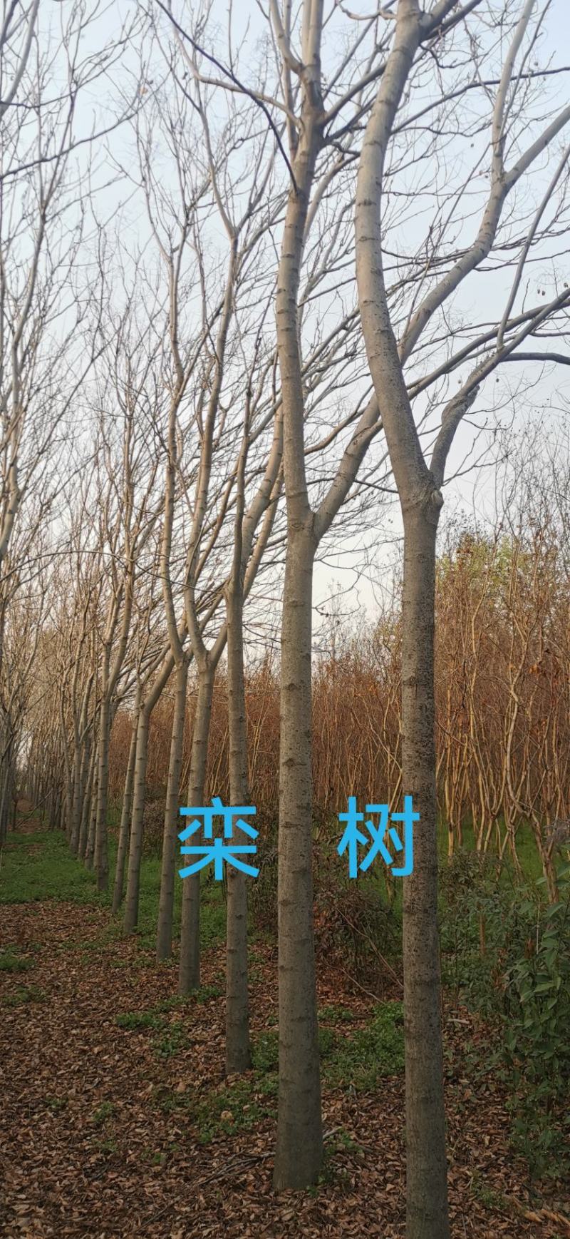 栾树