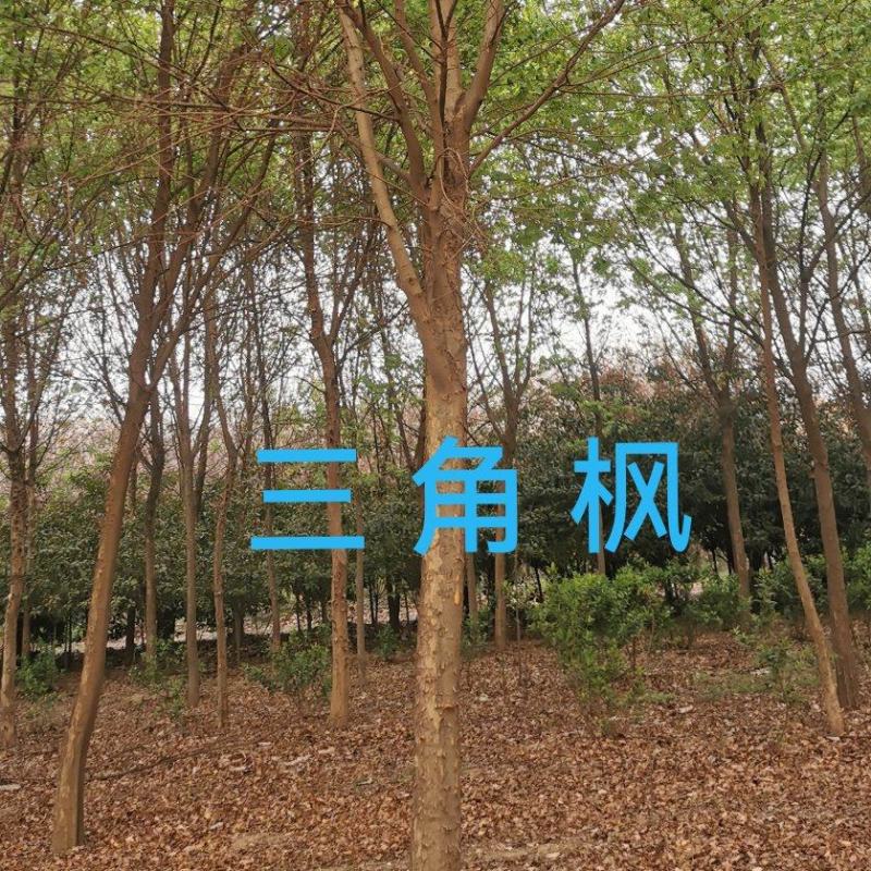 三角枫