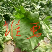 球生菜