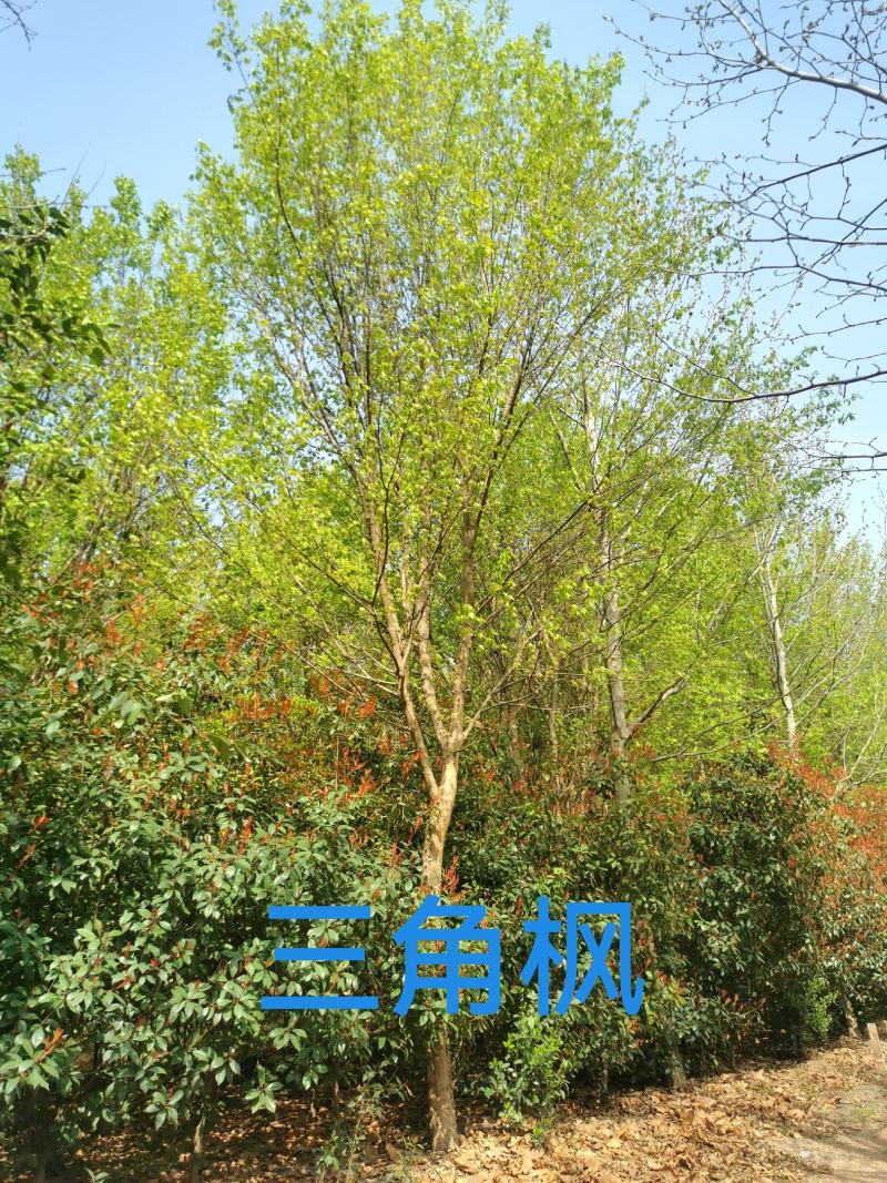 三角枫