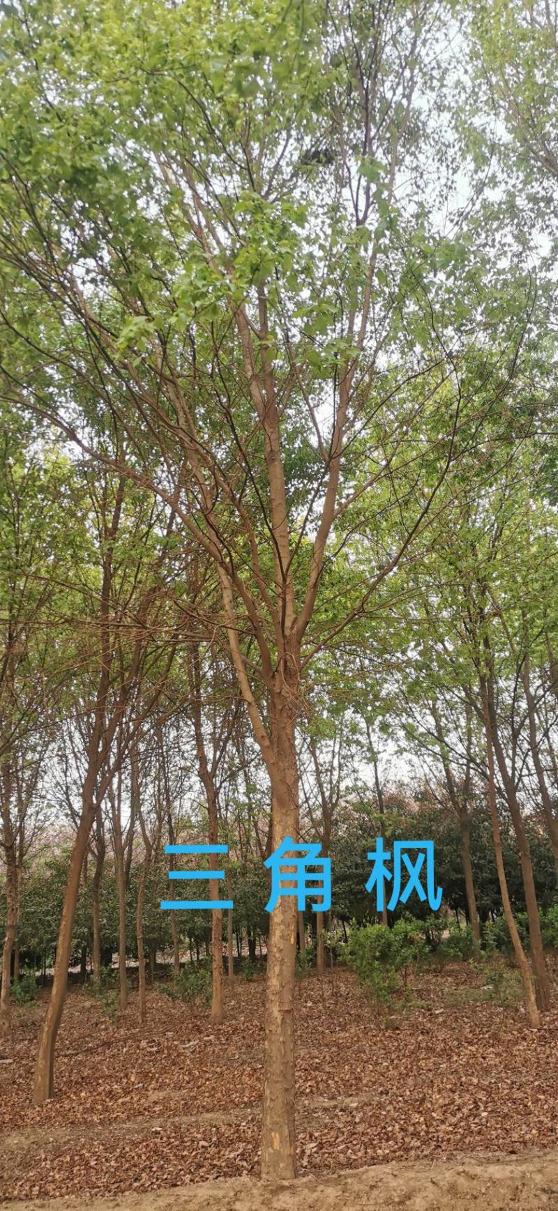 三角枫