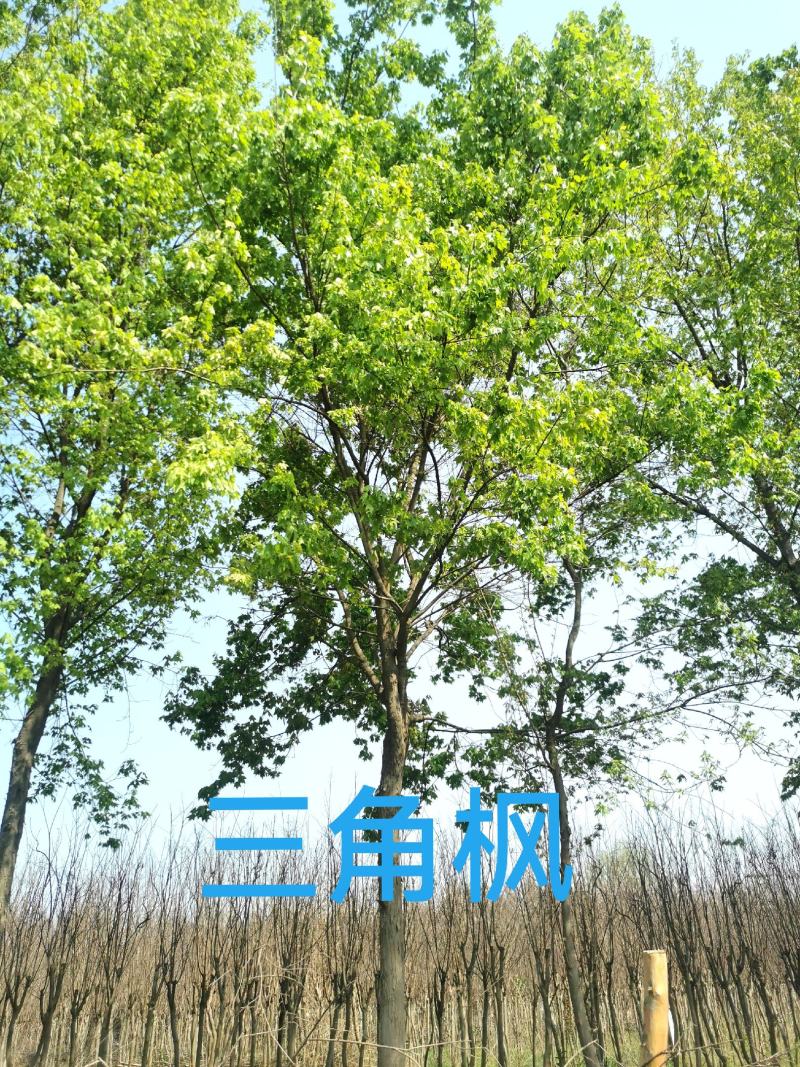三角枫