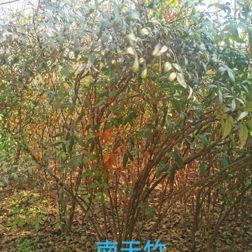 南天竹