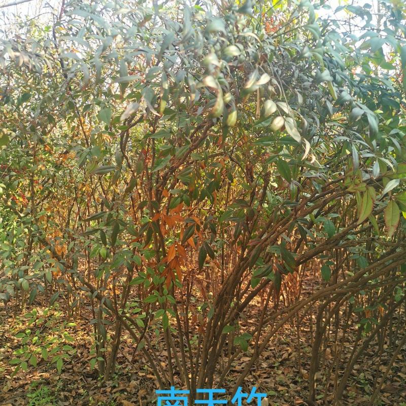 南天竹