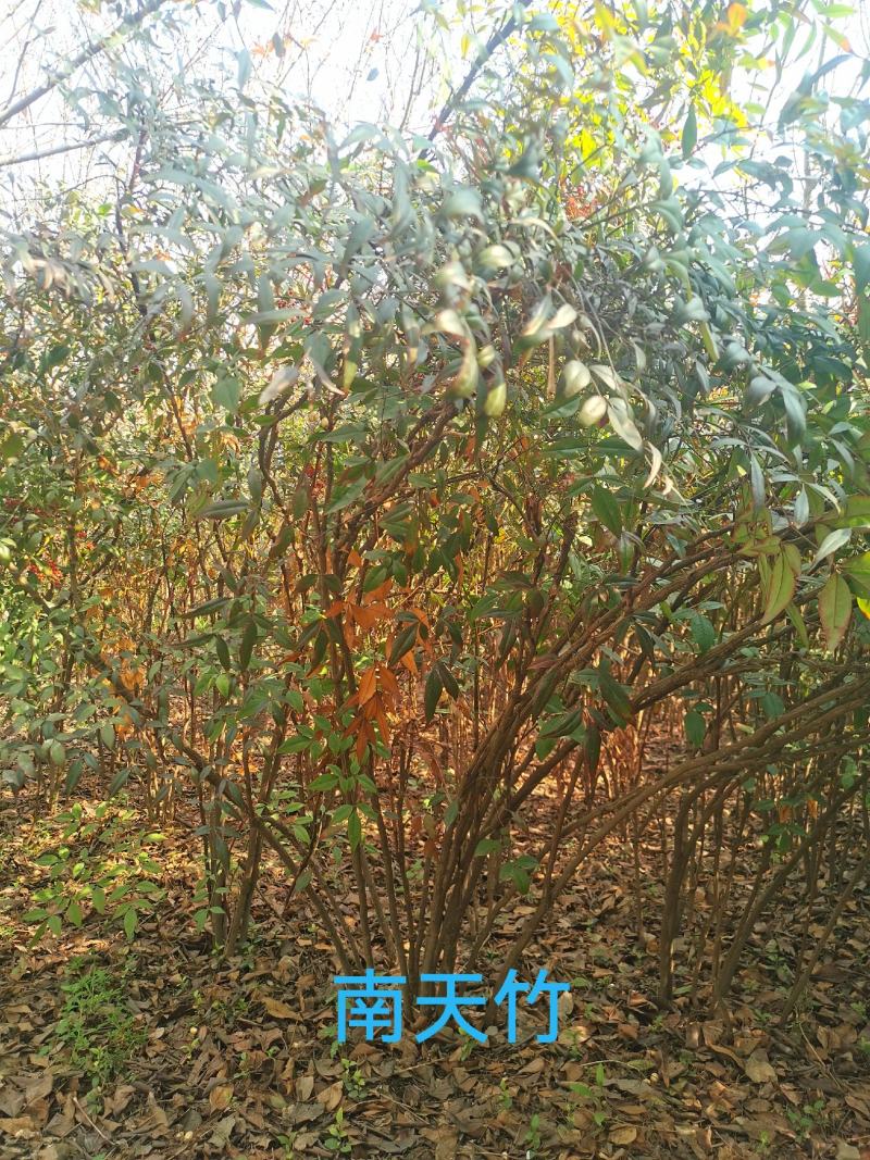 南天竹