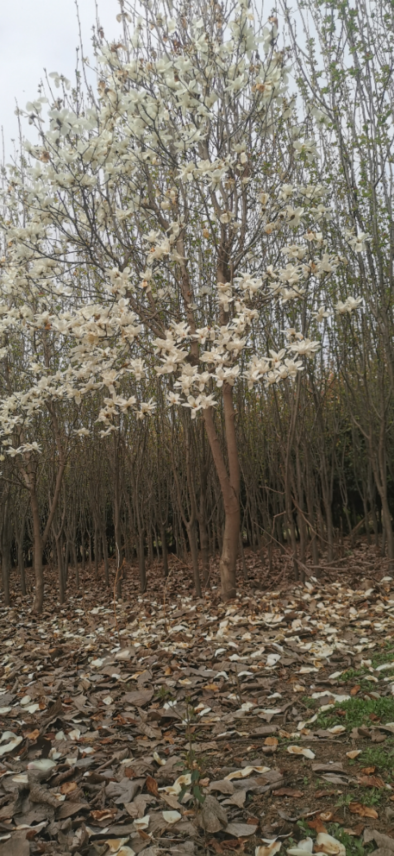 白玉兰