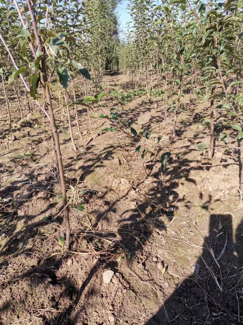 吉林省四平市梨树县果树苗培育基地长年对外出售各种果树苗
