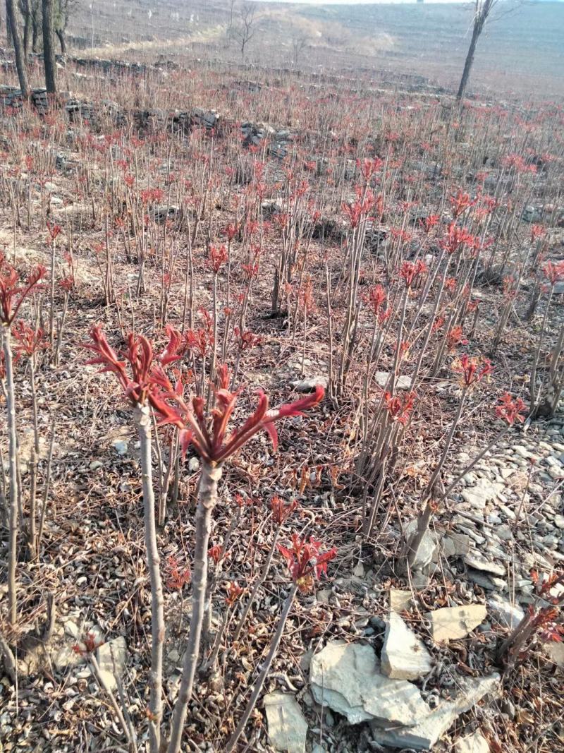 野生露天头茬红香椿芽上市了