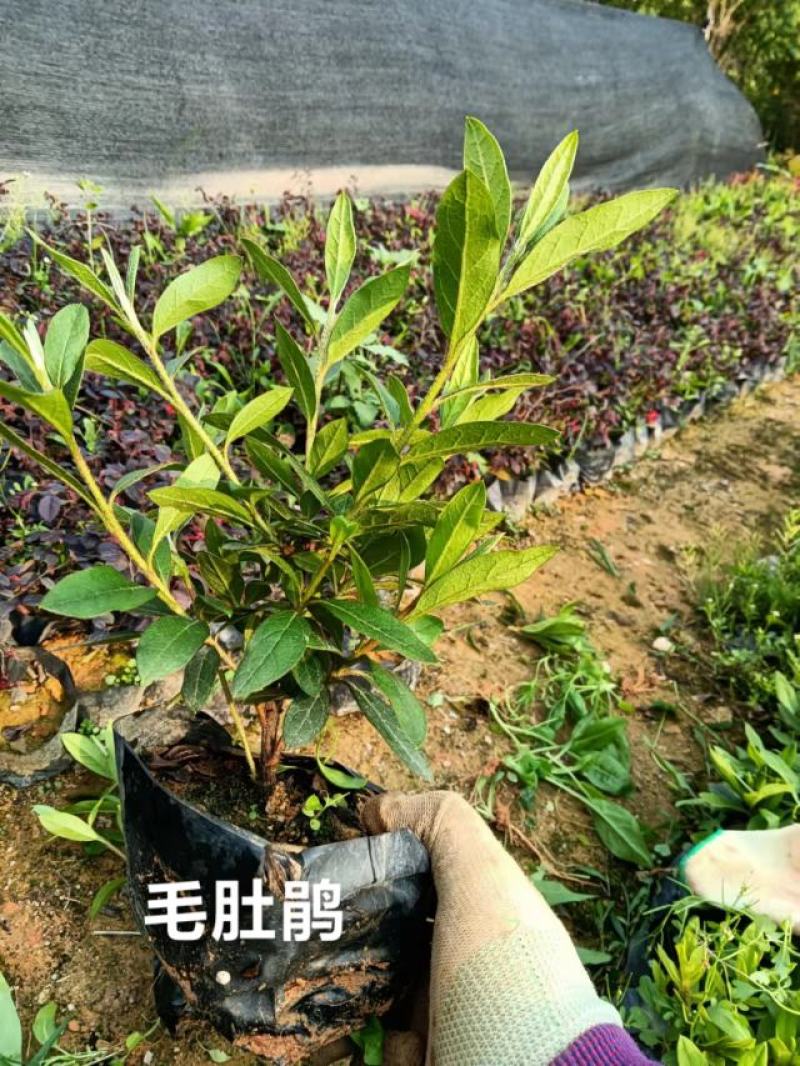 福建漳州基地毛杜鹃大_中袋苗基地现货欢迎考察洽谈