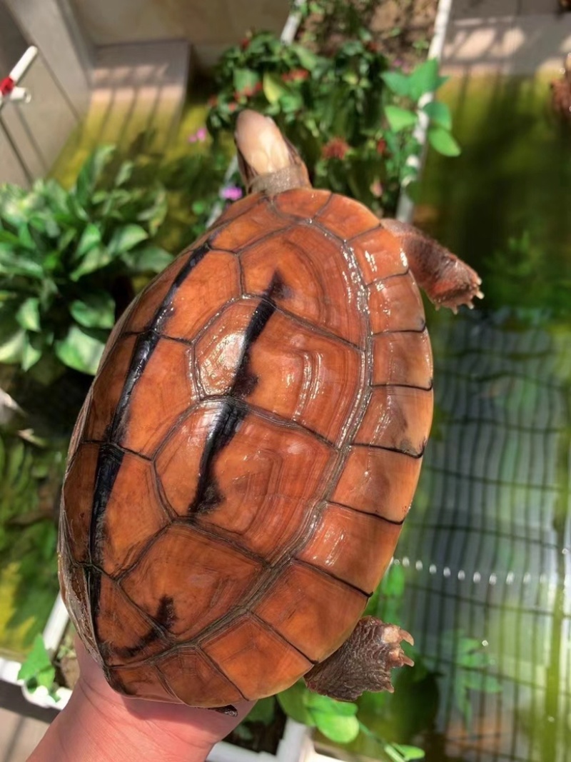 2.6斤越南母～