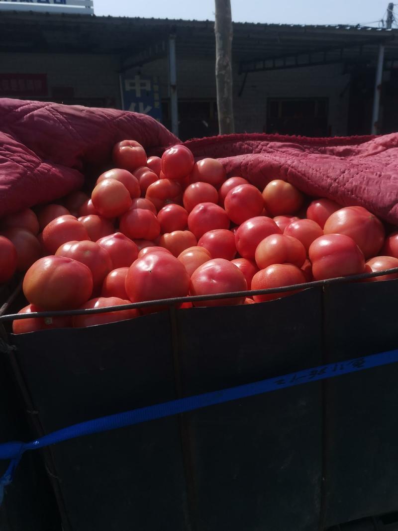 大棚【硬粉西红柿】货源充足一手货源，价格公道，质量保证