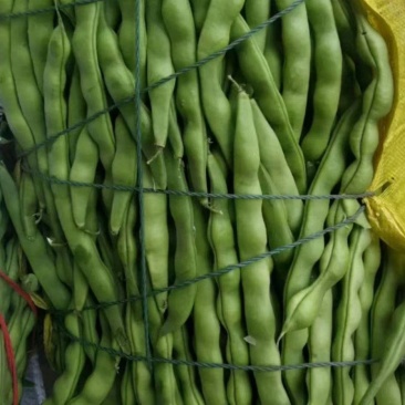 大掉价攀枝花精品大青豆肉豆棒豆大量上市需要