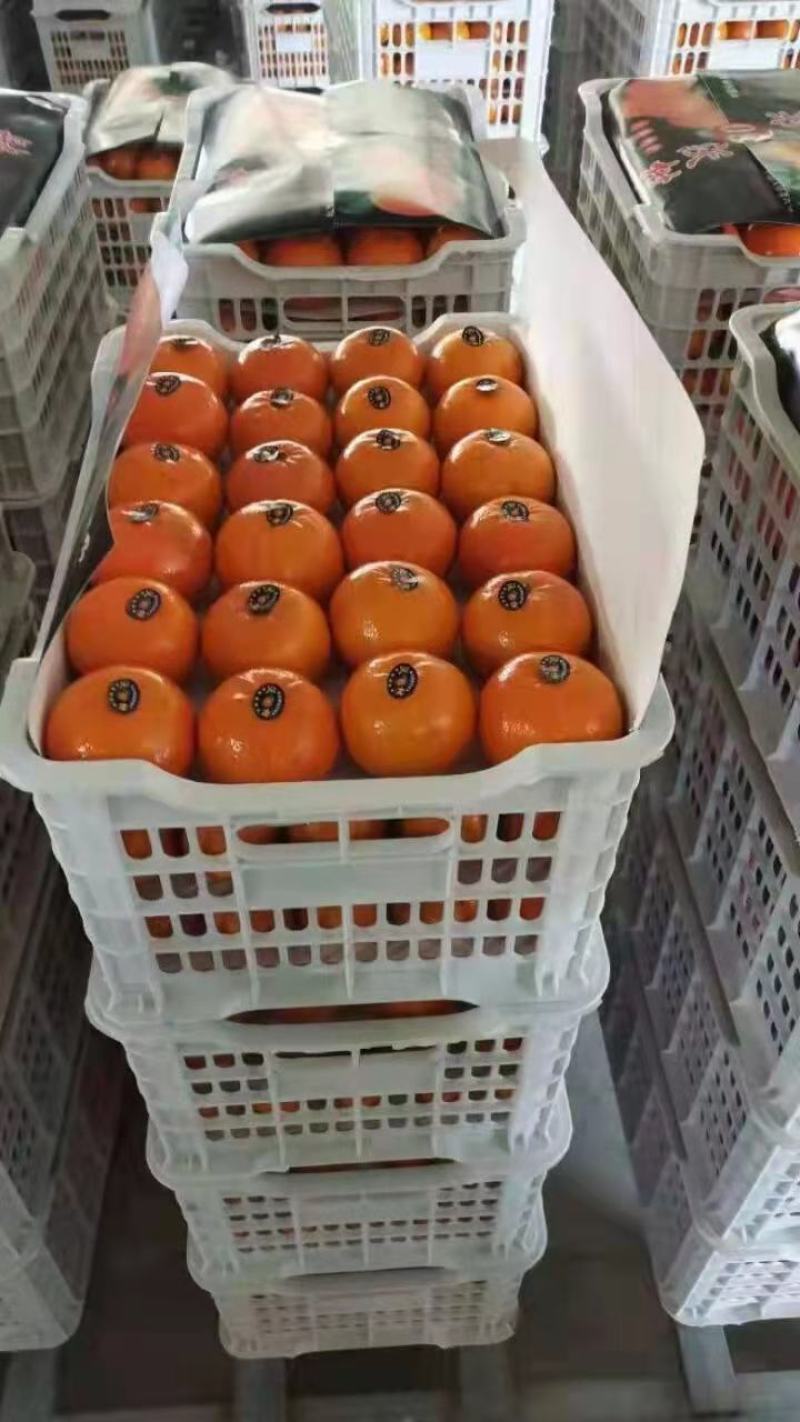 沃柑产地一手货源质量保证欢迎咨询订购