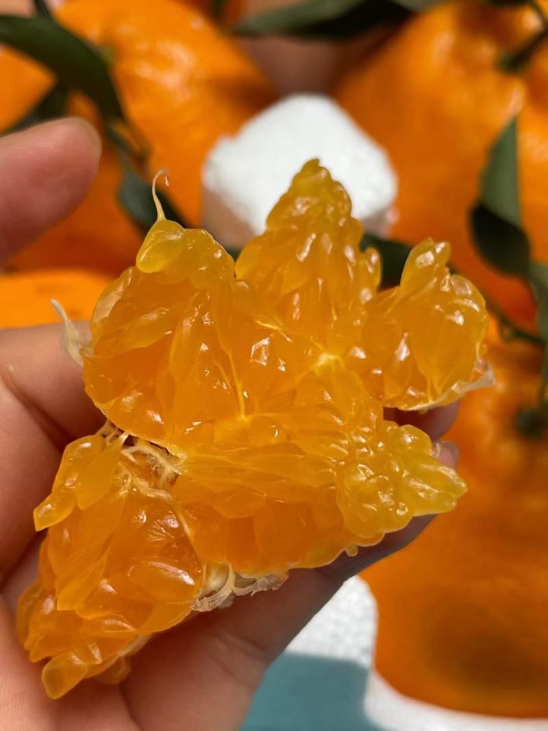 沃柑产地一手货源质量保证欢迎咨询订购
