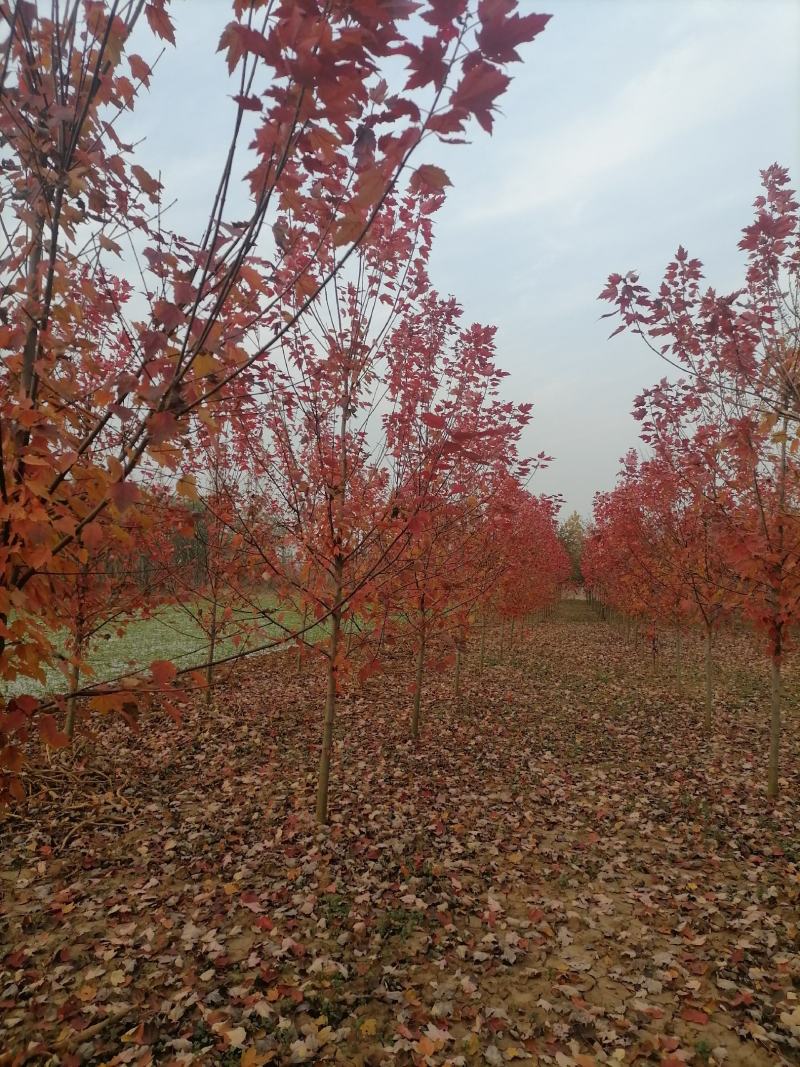 美国红枫各种规格，大量有货。一手货源，基地现挖，成活率很