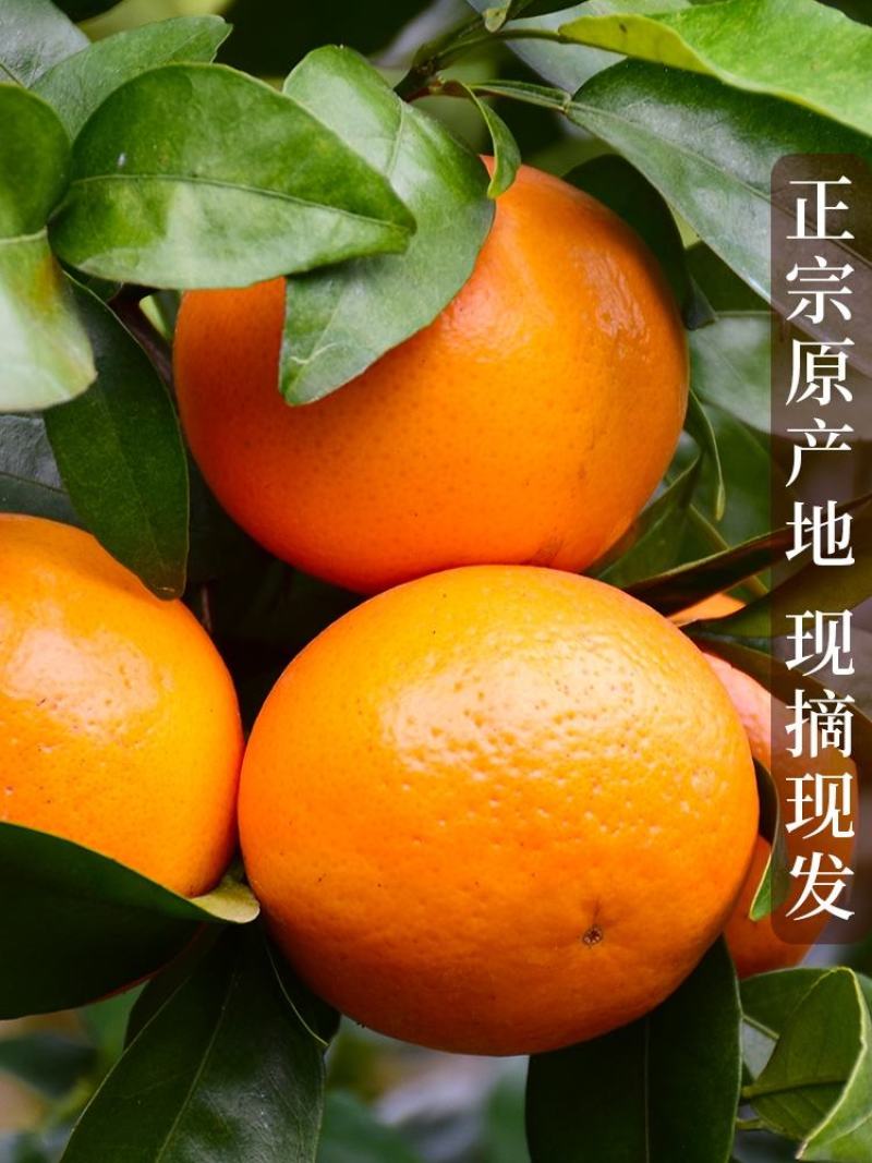 沃柑，柑橘产地直销，看货论价，保质保量欢迎订购，