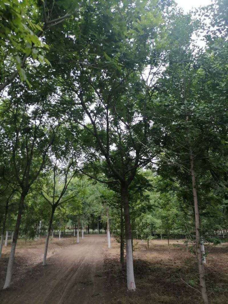 北栾10到20公分的。一手货源，基地现挖树，保质保量。