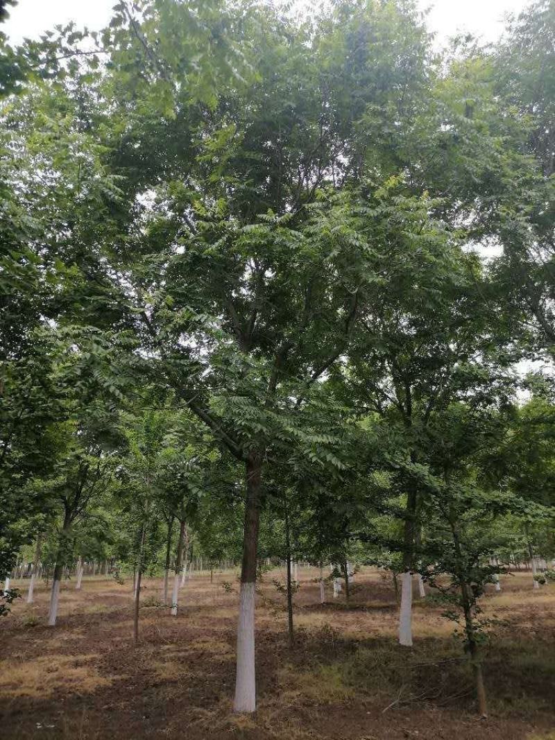 北栾10到20公分的。一手货源，基地现挖树，保质保量。