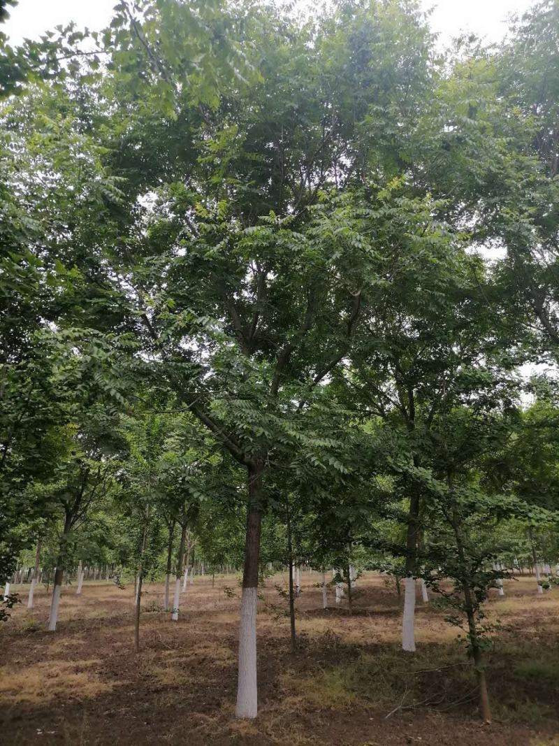 北栾10到20公分的。一手货源，基地现挖树，保质保量。