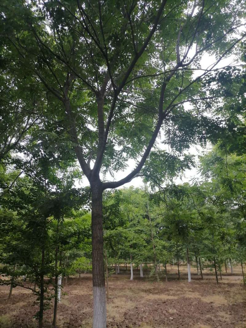 北栾10到20公分的。一手货源，基地现挖树，保质保量。