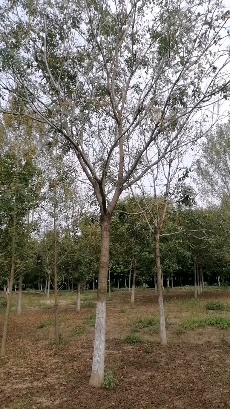 北栾10到20公分的。一手货源，基地现挖树，保质保量。