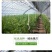 一件代发碱地柿子草莓柿子支持电商主播