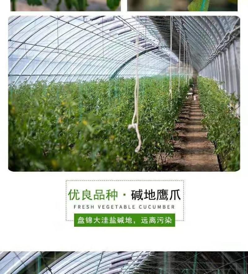 一件代发碱地柿子草莓柿子支持电商主播