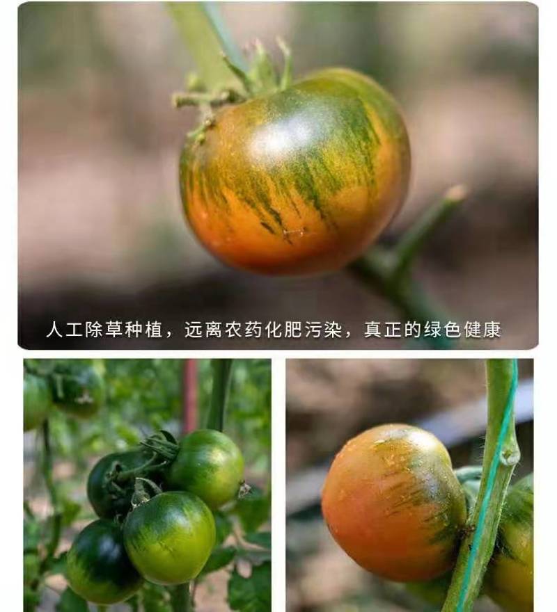 一件代发碱地柿子草莓柿子支持电商主播