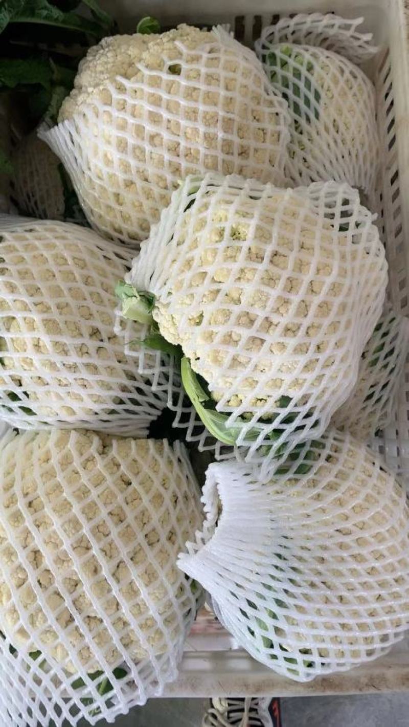 花菜，产地直供，货量充足，量大价优！