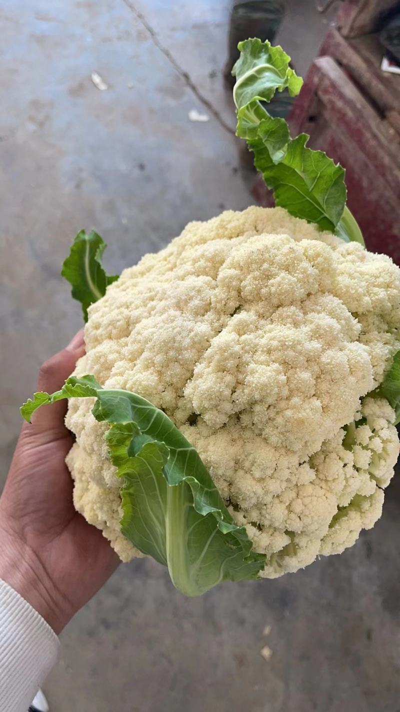 花菜，产地直供，货量充足，量大价优！